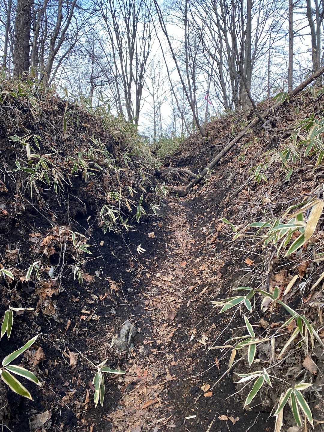 山道は、土が削れているのではっきり分かります