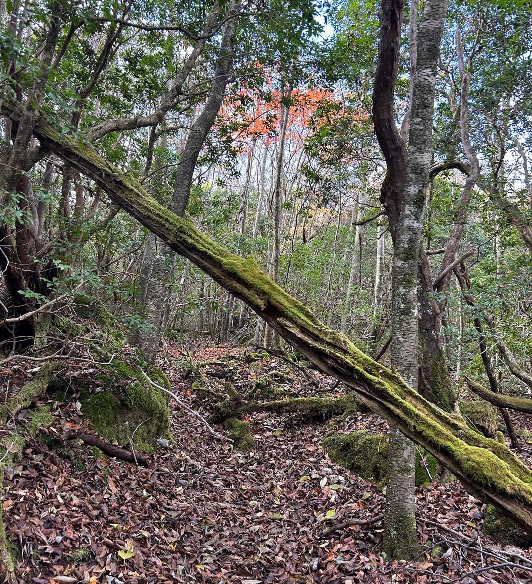 紅葉絶景入口の
スタイリッシュな
斜めゲート(｡≖‿≖ฺ)