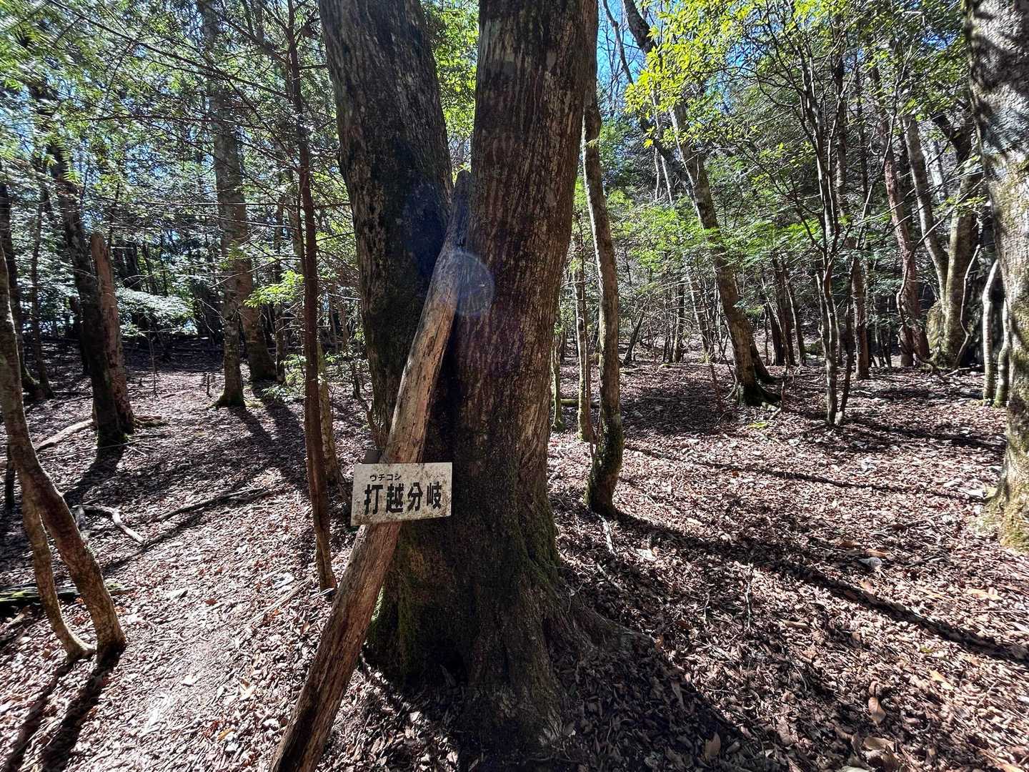 分岐で一瞬だけひと息😮‍💨
ここからラストスパートかけると、