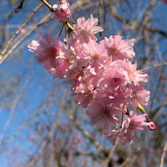 枝垂れ桜