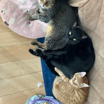 猫3匹