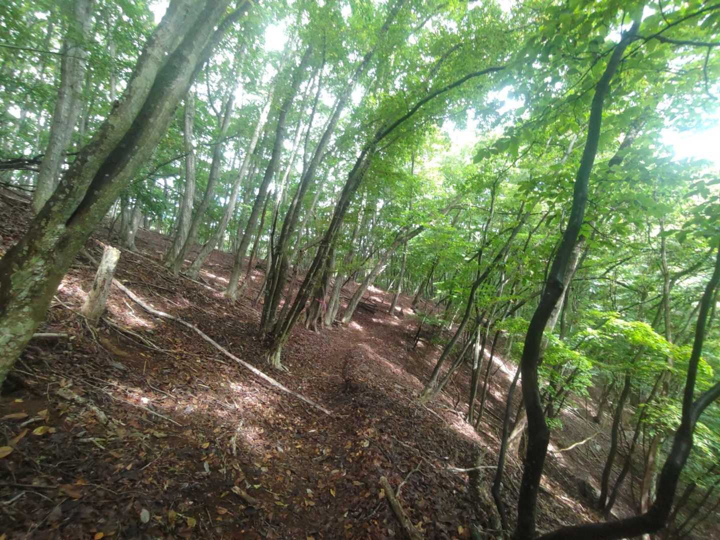 やっぱし、森はいい。
こんないい山なのに、熊🐻さんの気配がないのはなぜ🤔