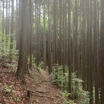ツツジ尾根ルートは最初の急登を過ぎると歩きやすい山道が続くので一番好きなルートです🎶