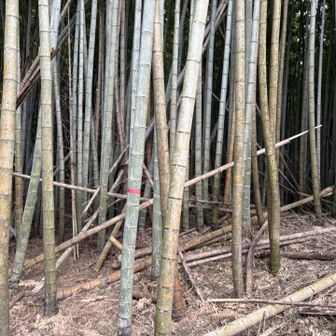 権現山山頂はこの竹藪の中