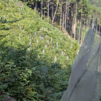 切った後は植えてる