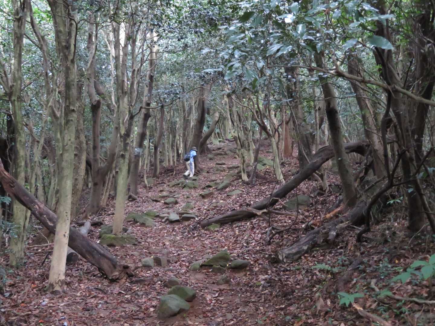 頂上直下の一番勾配がキツイ所