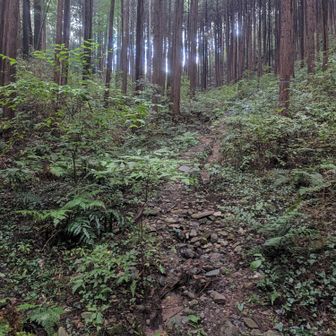 ちょっと登山道ぽい