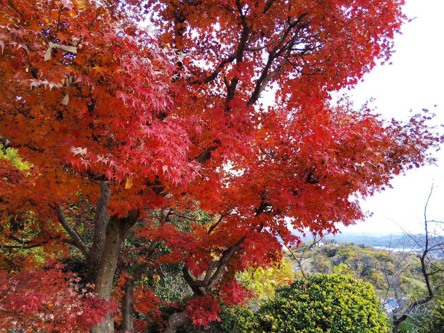 実物より派手に写った🍁紅葉🍁