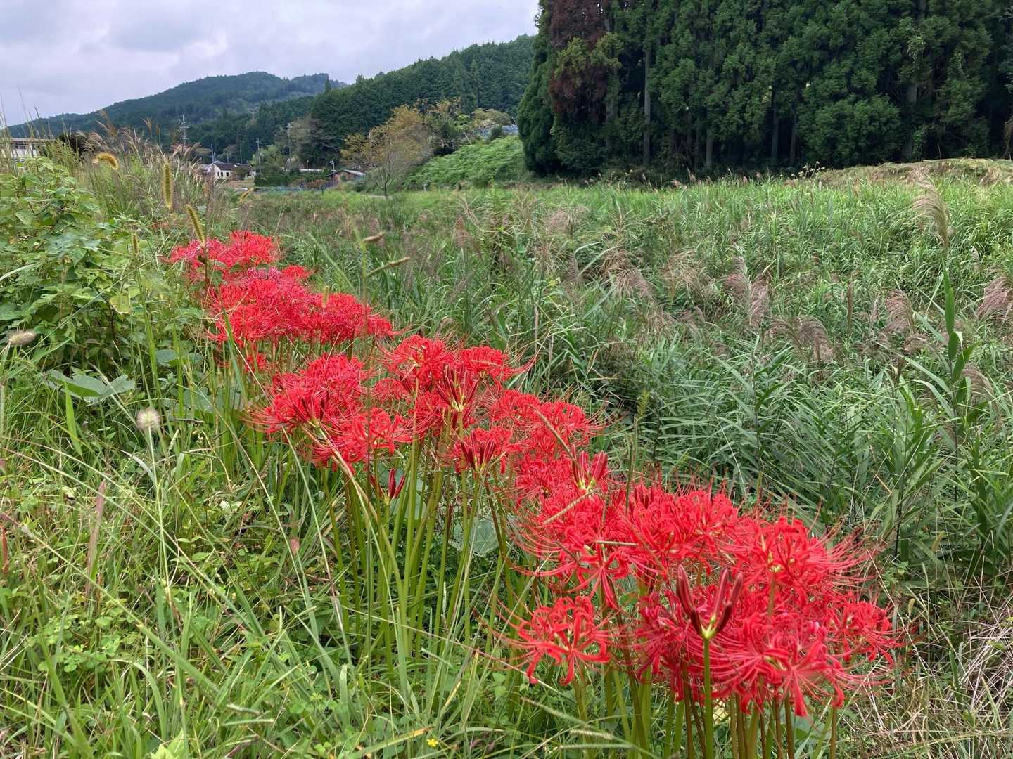 曼珠沙華🌺