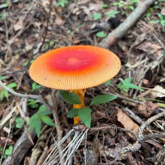 下りで見つけた美味しそうなタマゴダケ…行きは気がつく余裕すらありませんでした…