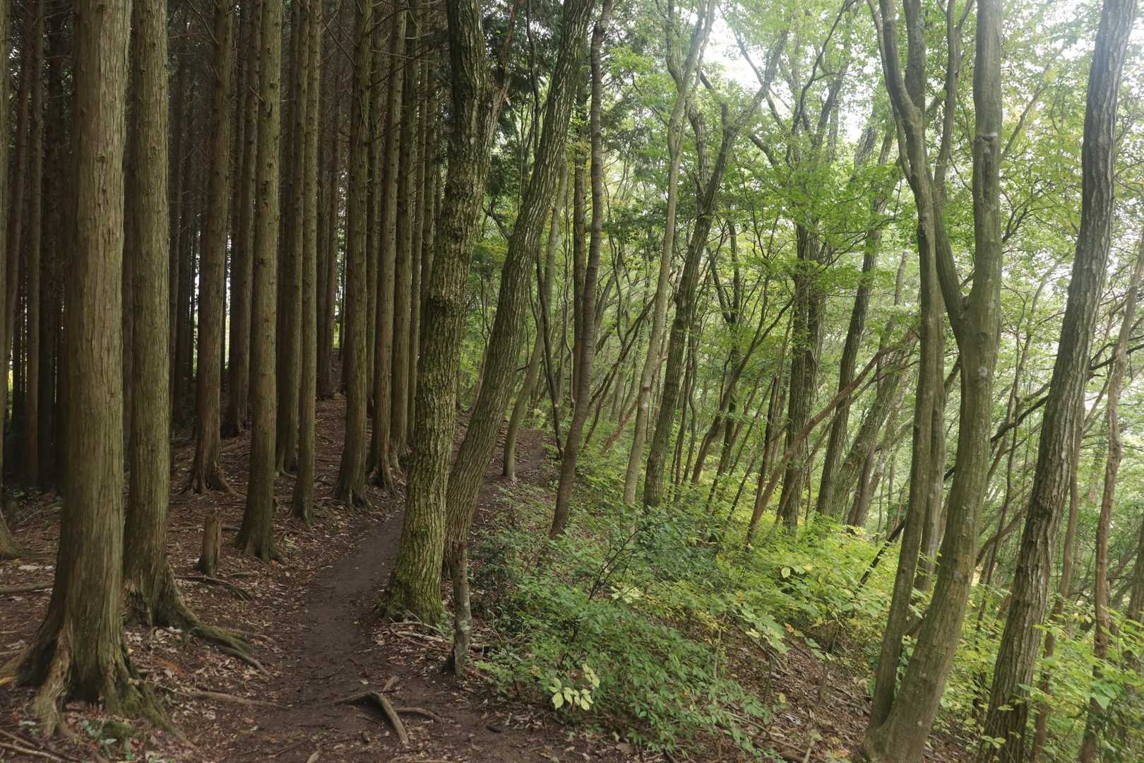 雨が降ったりやんだりの中
下山できました　帰りに道の駅
いずみ山愛の里に立ち寄り渋柿をゲット!!　美味しい干し柿ができるかな？