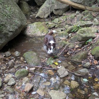 最後はちょっと川遊び🐕
宝満山の各渡渉場所は雨が降ると厳しい場所も多そうです🐸