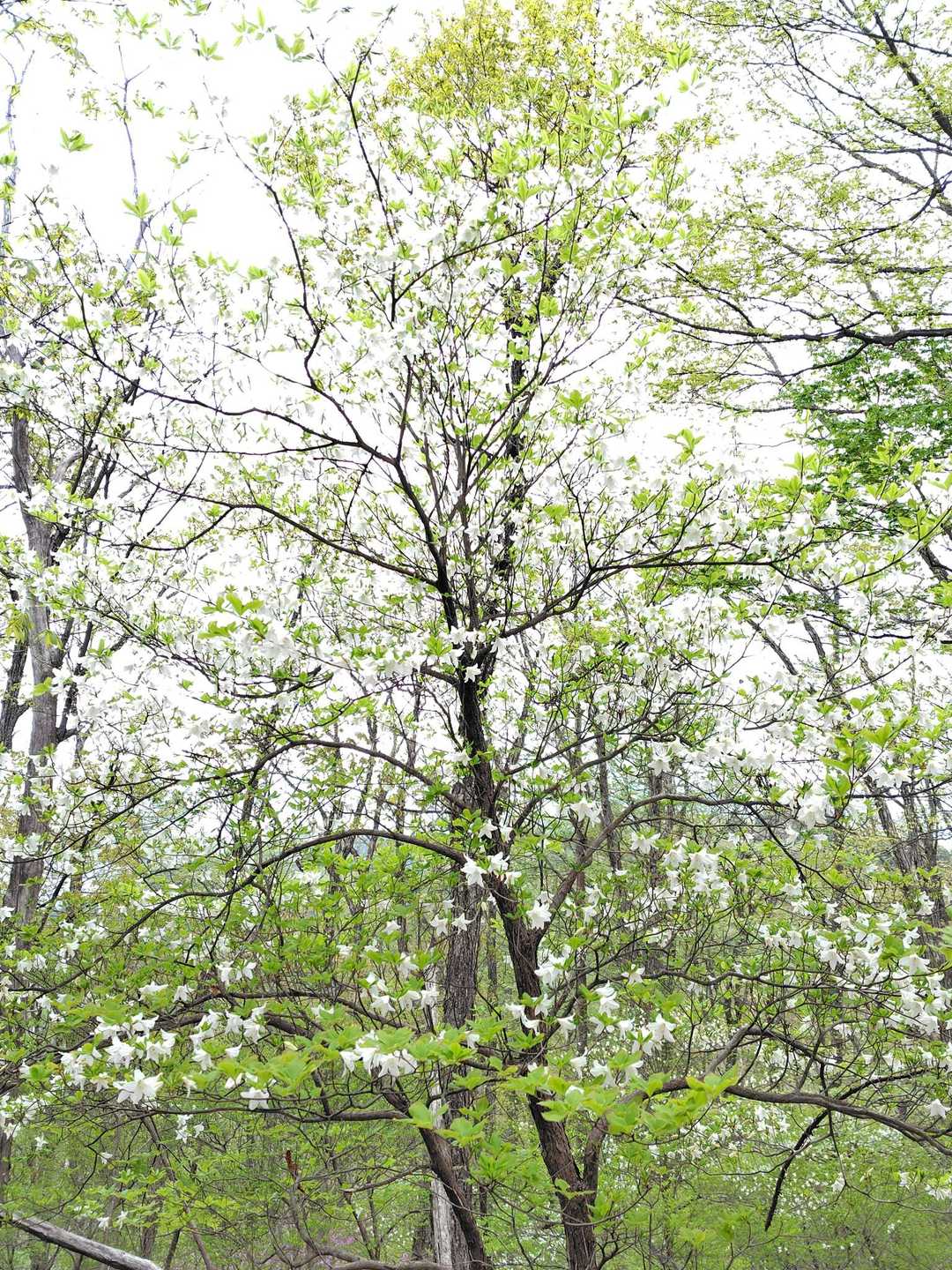 宝生山-氷室山-十二山-熊鷹山 縦走コースの写真