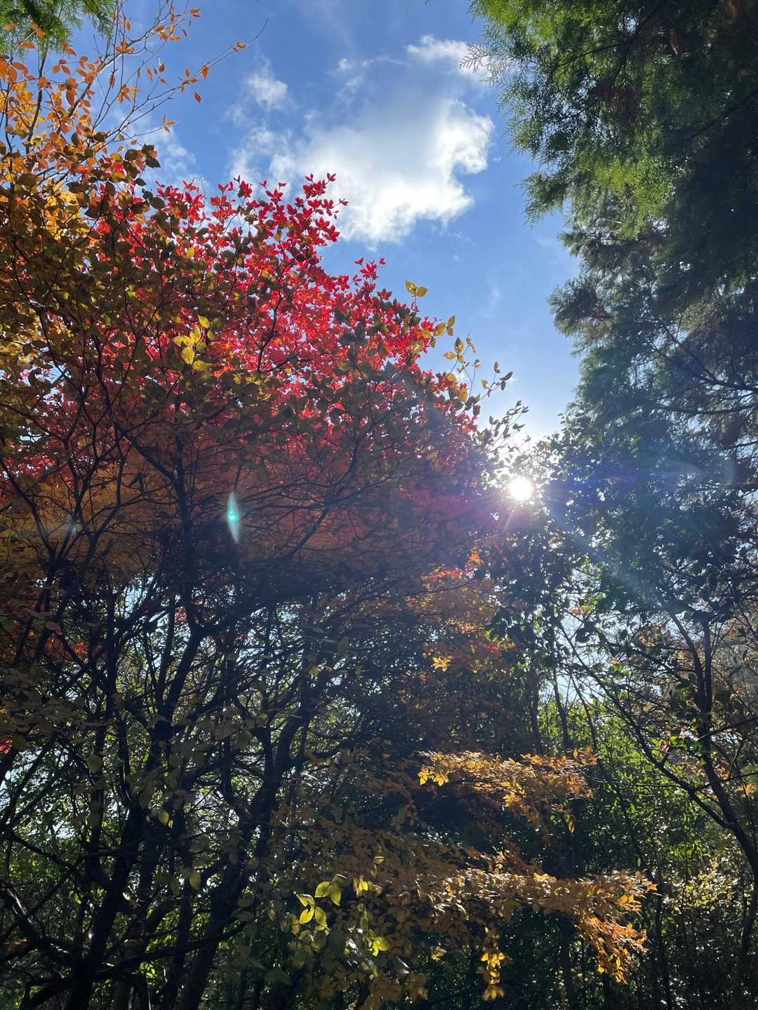 🍁