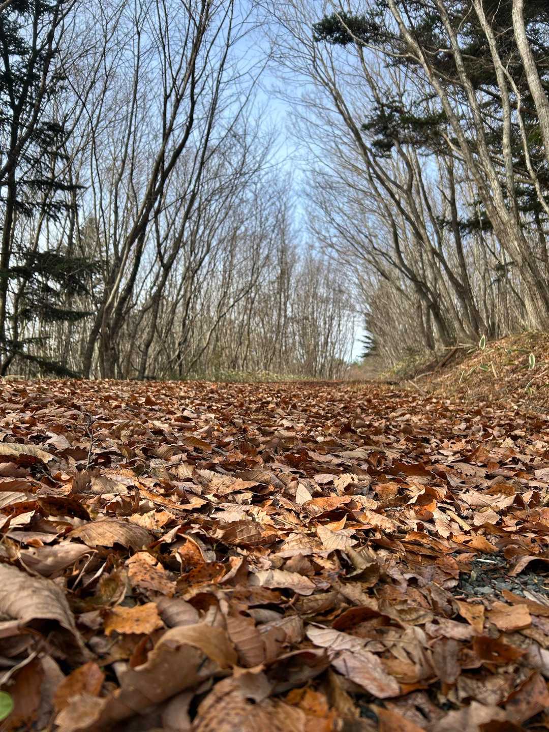 なかなか良い感じの遊歩道