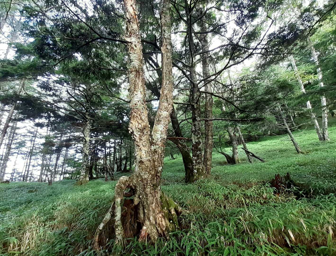 しらびそ峠-前尾高山-尾高山-奥尾高山 往復コースの写真