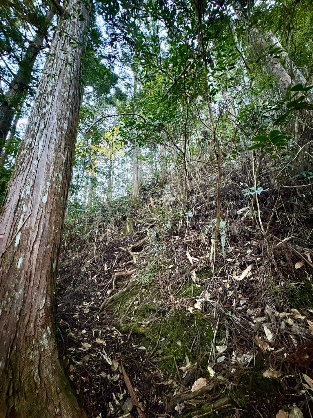 この急登登ります