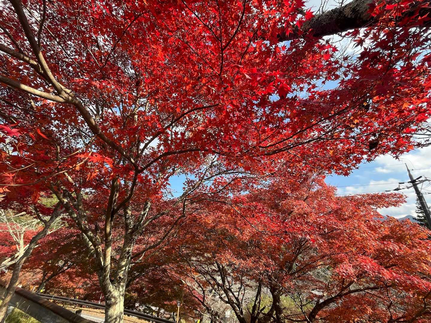 駐車場前の紅葉🍁圧巻です。