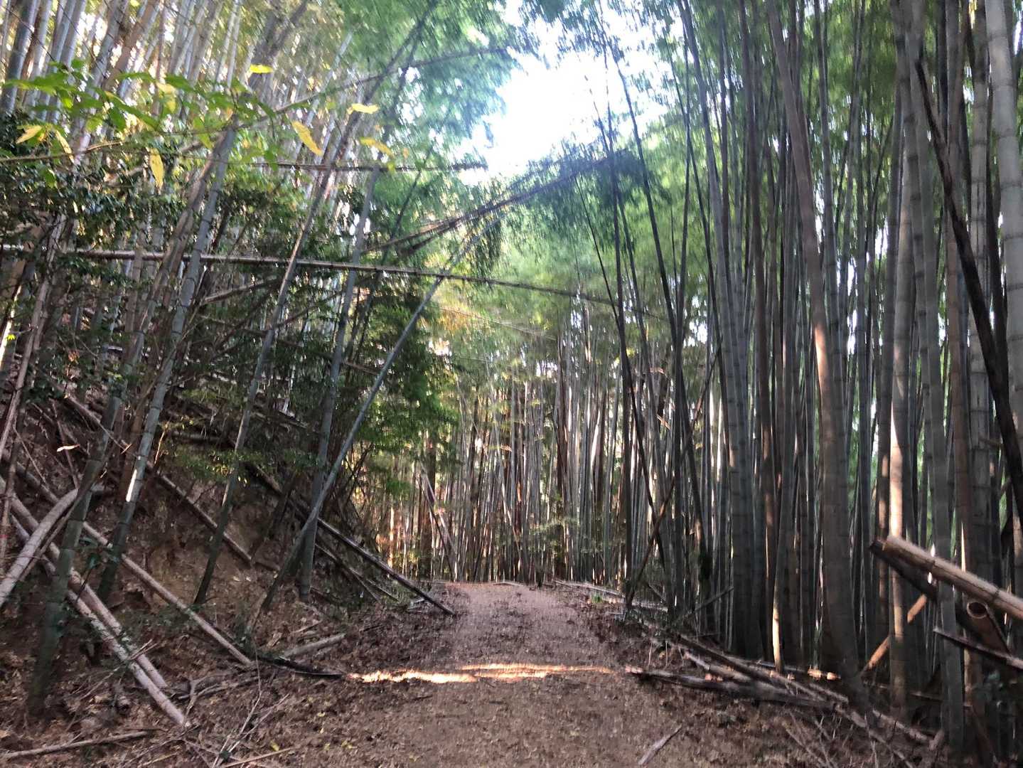 雌岳登山口-女岳-姫御前岳-雄岳登山口-男岳-南岳 周回コースの写真