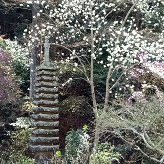 岩船寺の十三重石塔と満開の白木蓮