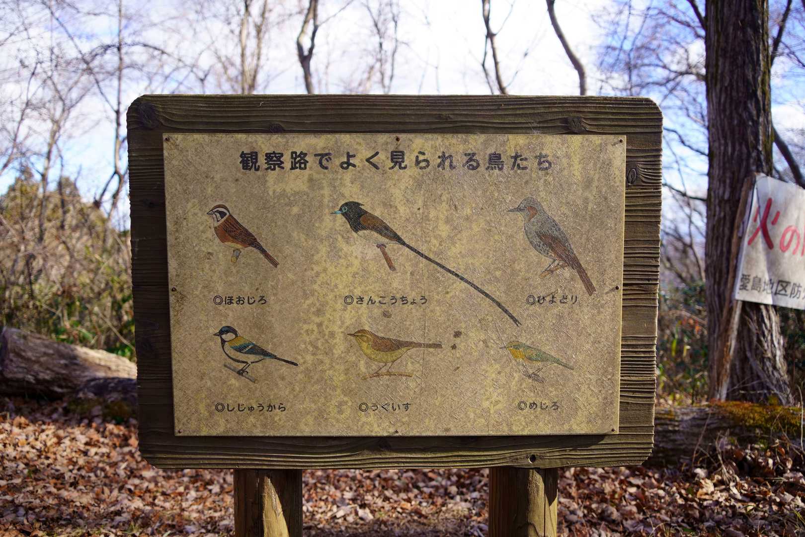 今年もサンコウチョウに出会えますように・・・！