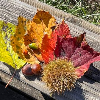 秋の始まり。紅葉狩り🍂🍁