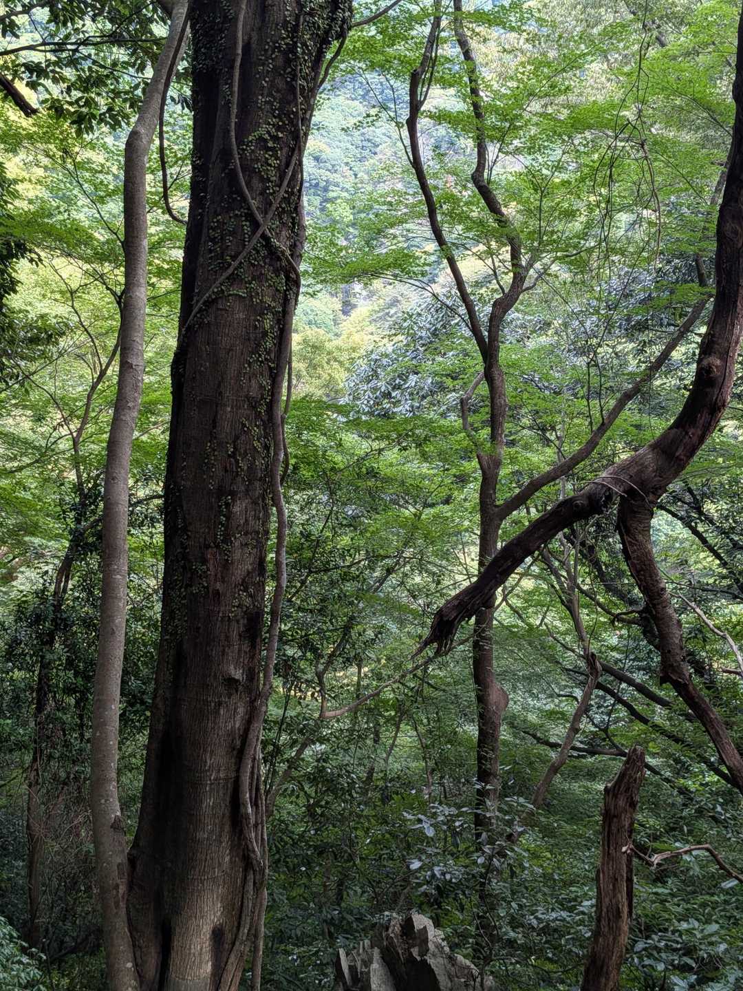 箕面山の途中で。箕面の滝がチラッと見えます