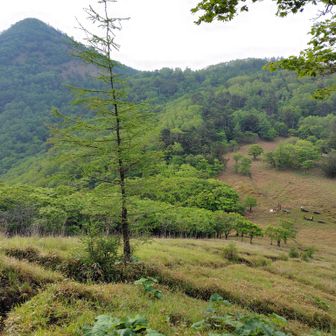 左に笠取山を見ながら、雁峠の笹原を下る