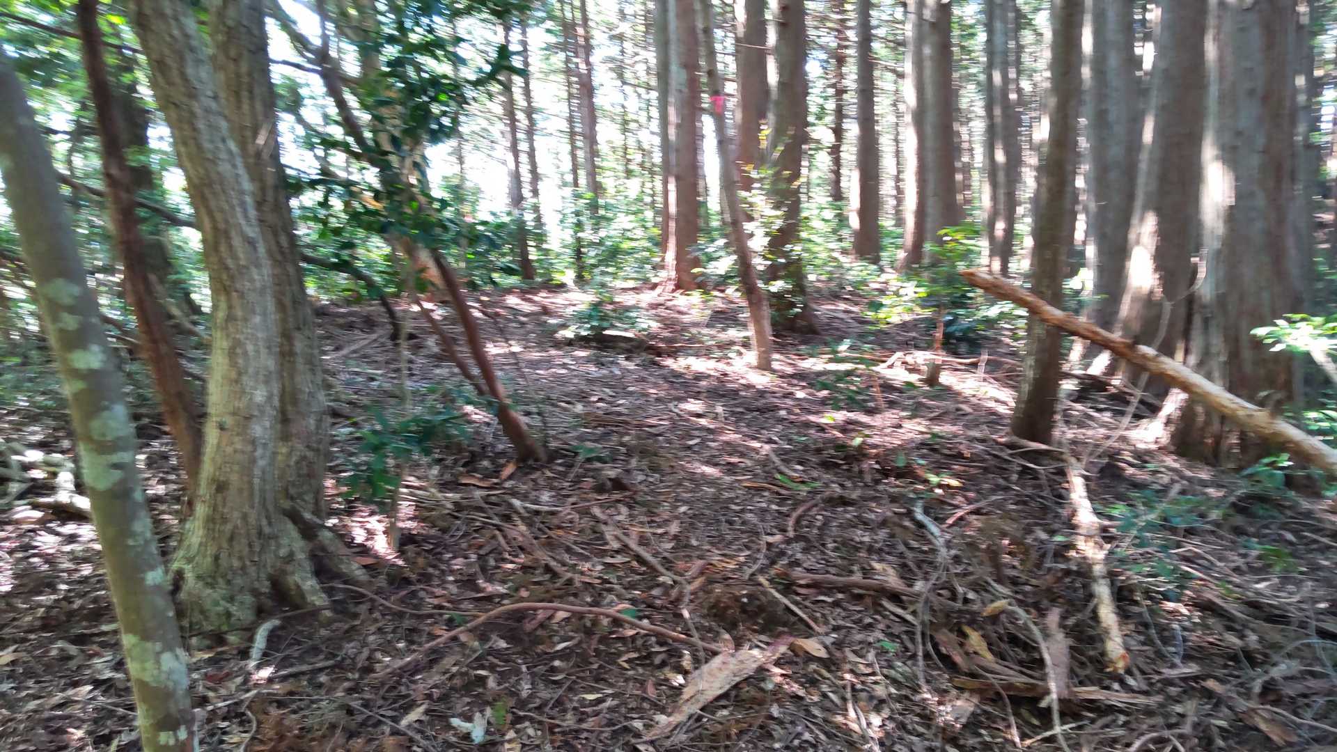 このへんが本丸とするか
勘弁してやる
