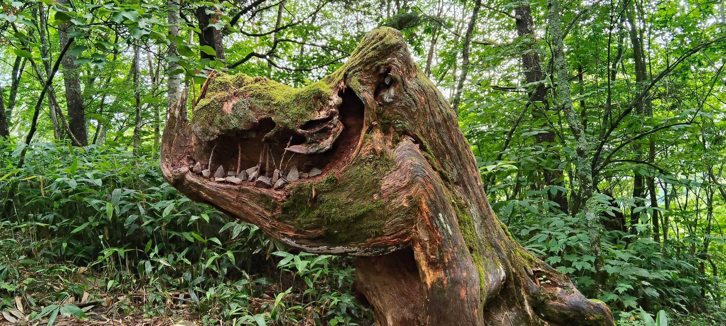 「ゴジラみたいな木」歯がなくて少し老けてたような😅