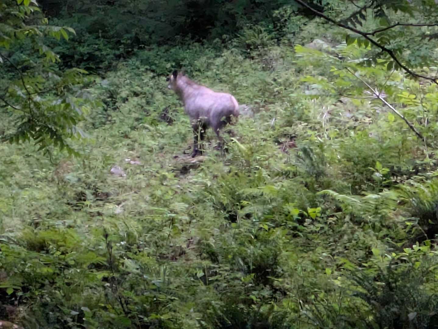 こうせつの♫強めで、カモシカが驚いたようで。普通にガン見され、写真を撮ろうとしたら、奥へ歩いて行きました。下りでは上部で、鹿が、これはすぐ藪へ。