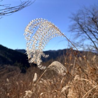 キラキラしてステキだったので。