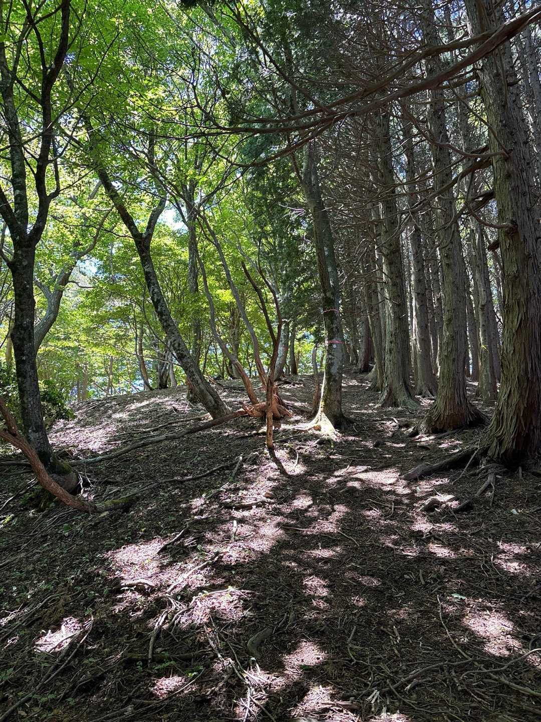 気持ちいい登山道です。