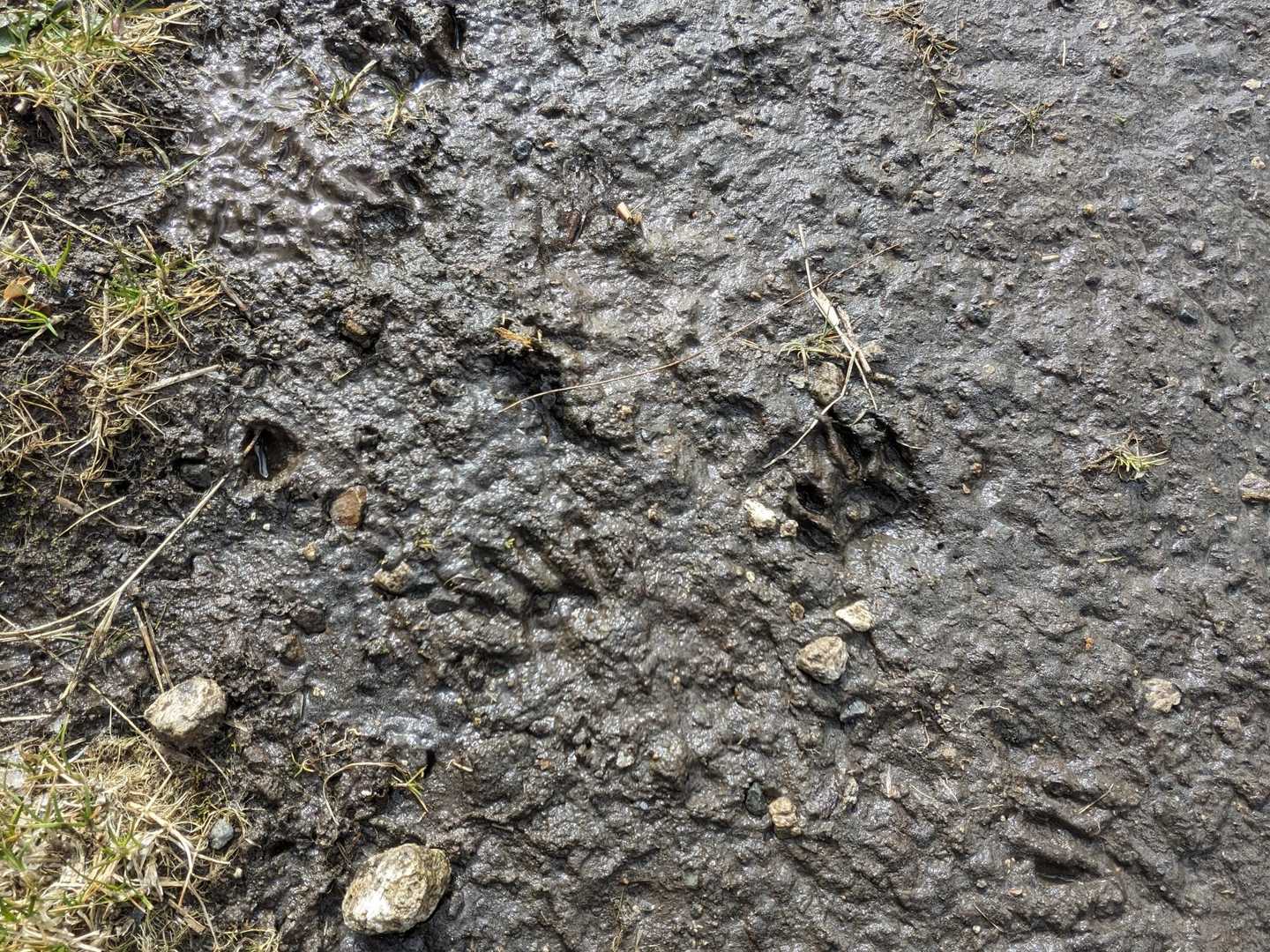 何かの足跡