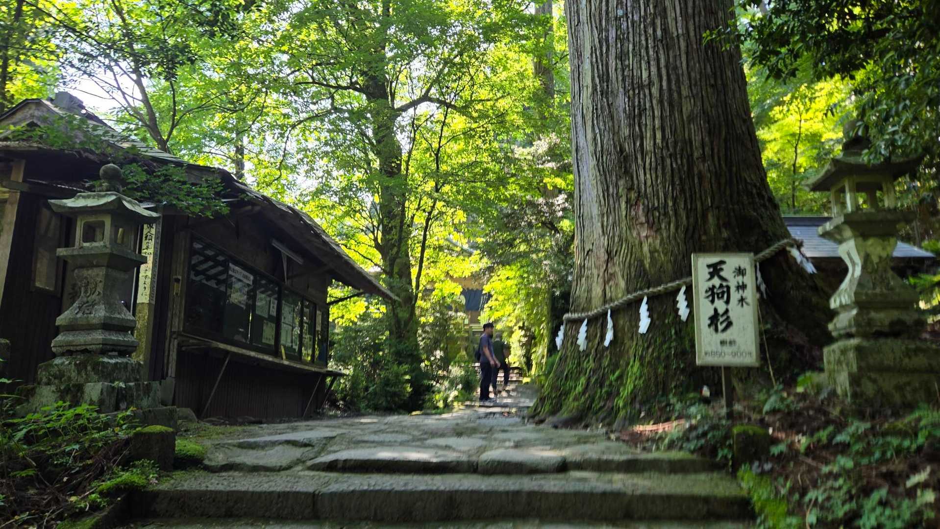 天狗杉