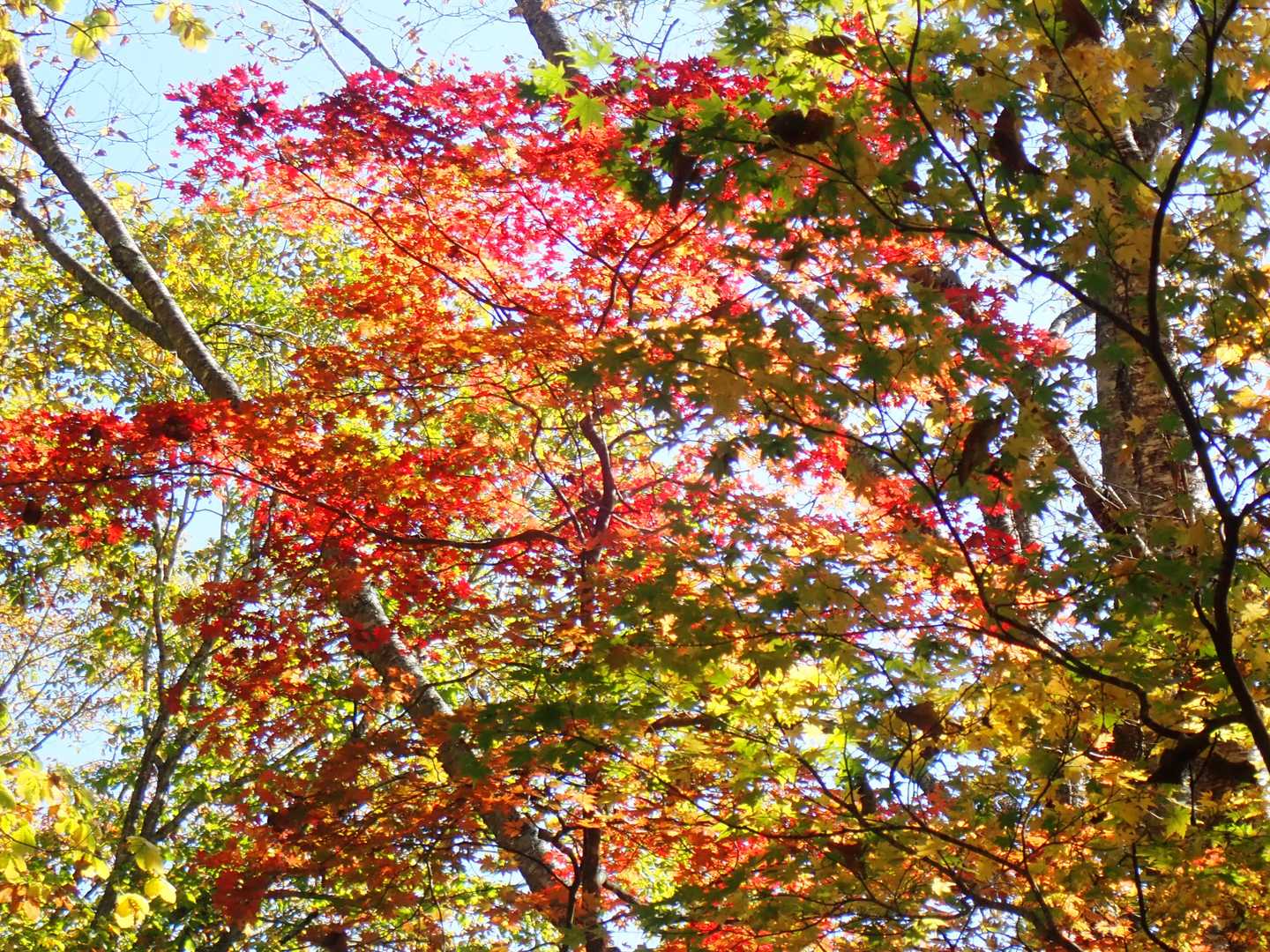 大橋登山口-種池-黒姫山-西登山口 周回コースの写真