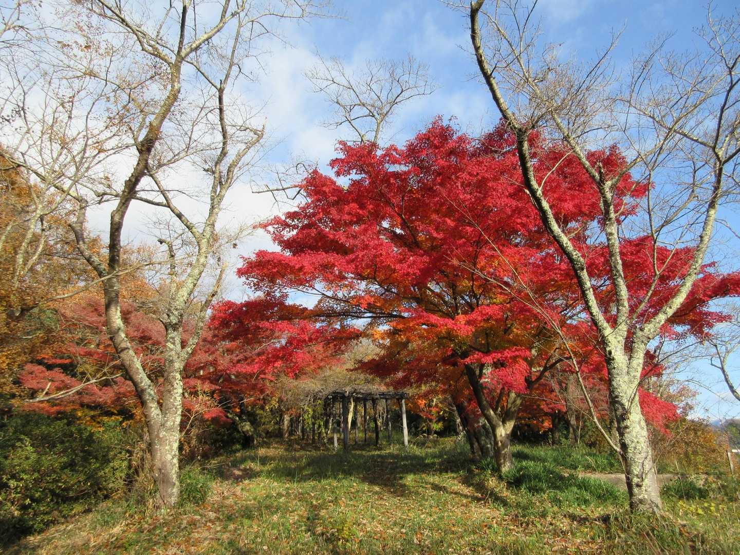 丹羽長秀陣跡-織田信長陣跡-虎御前山  往復コースの写真