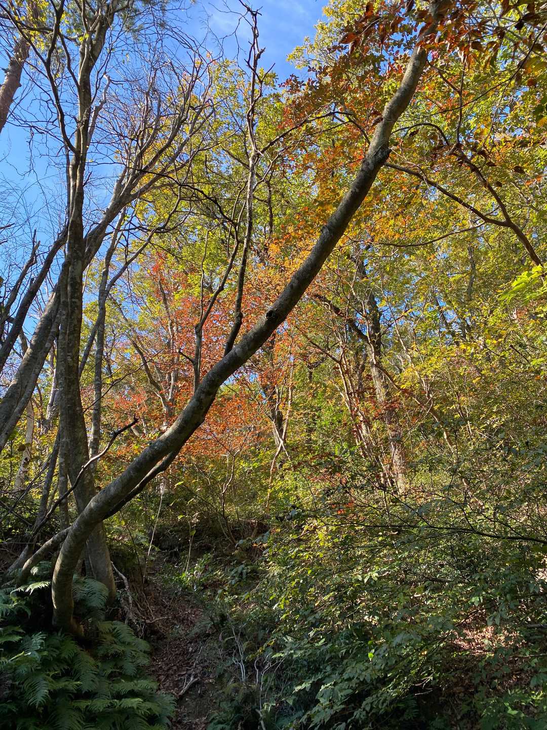 青空と紅葉。
いい感じ。