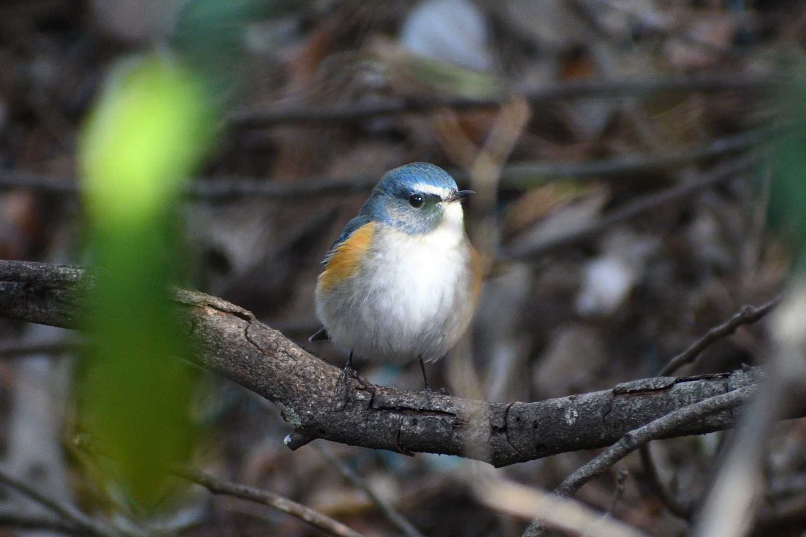 うしろの木にはルリビタキの雄😍