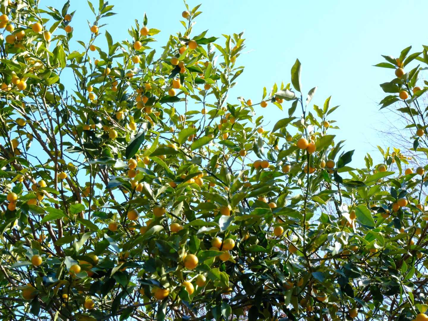 寄はみかん畑もあり、道の横にもいろいろな柑橘系の木が植えられていました🍊
（私は見分けがつかず全部みかんと呼ぶ）