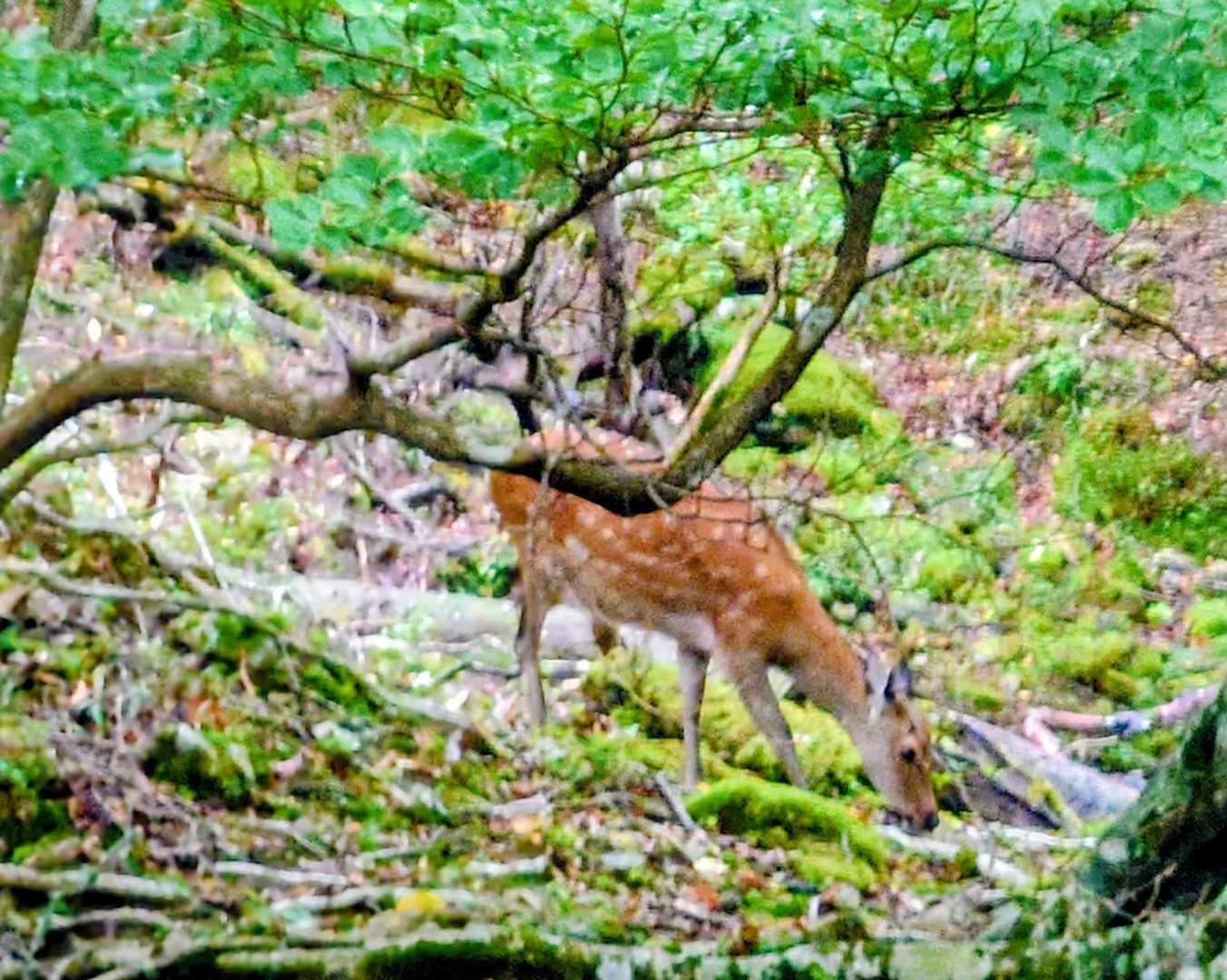 歩き始めてすぐに鹿と遭遇🫎
人馴れしてるのか逃げない
このあと子鹿も登場