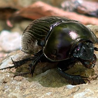 キレイな虫。
「センチコガネ」って言うらしい。
フンを食べるから、便所の意味の「センチ」から付けられた名前みたいやけど、それってもう悪口やん😩

フンコロガシの仲間らしいけど…