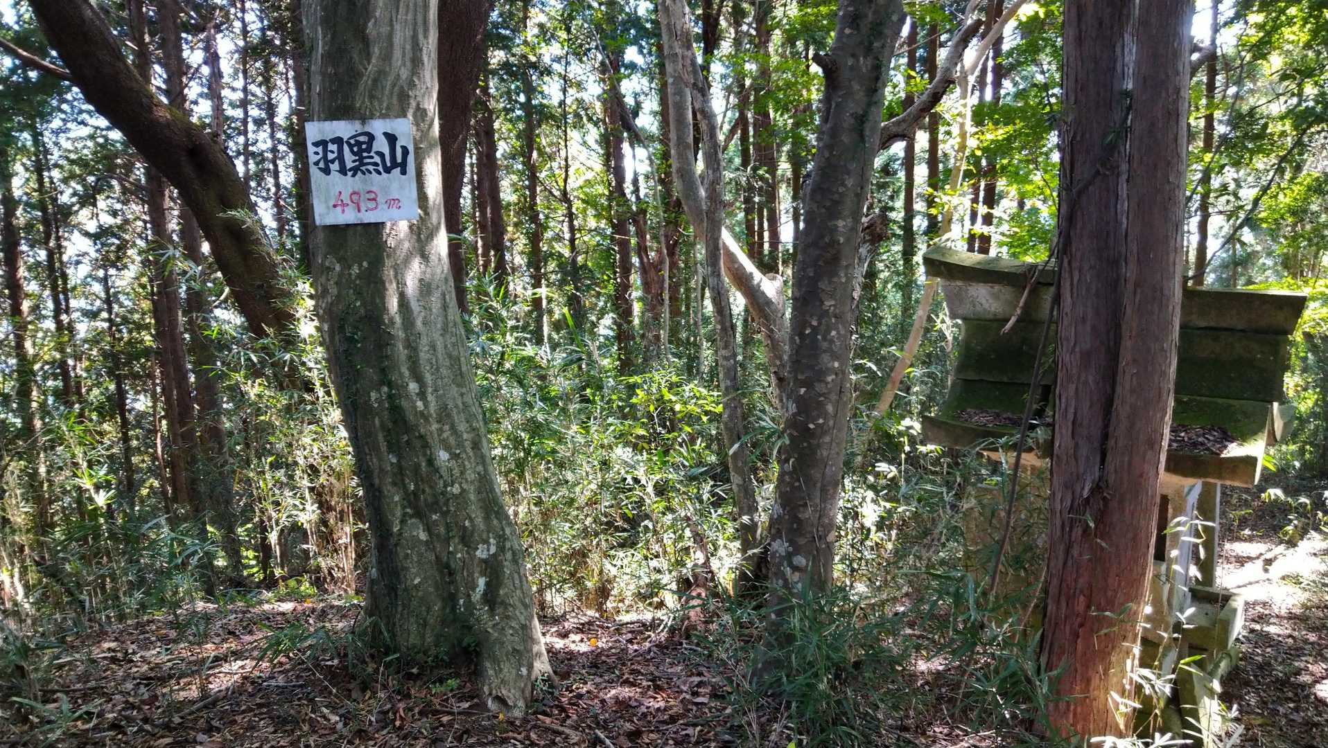 羽黒山　トウチヤコ
