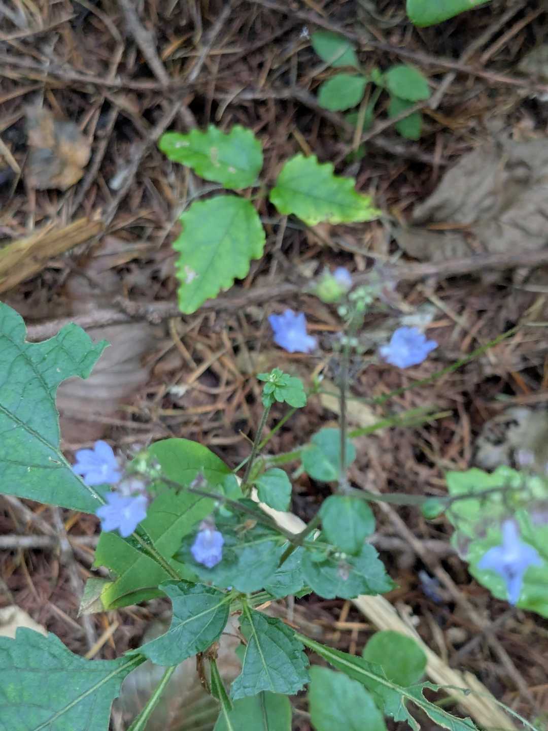 コレは？
けど、思ったよりお花あって、写真を撮りながらユルユル登ります😊