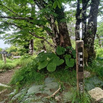 生け花的な緑にあふれた山頂。あまり他の山頂では見ない光景のような。
