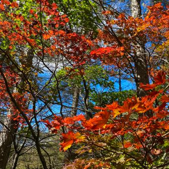 所々綺麗な紅葉🍁して高揚しました〜🤣
山粧っていますねぇ〜💛🧡❤️