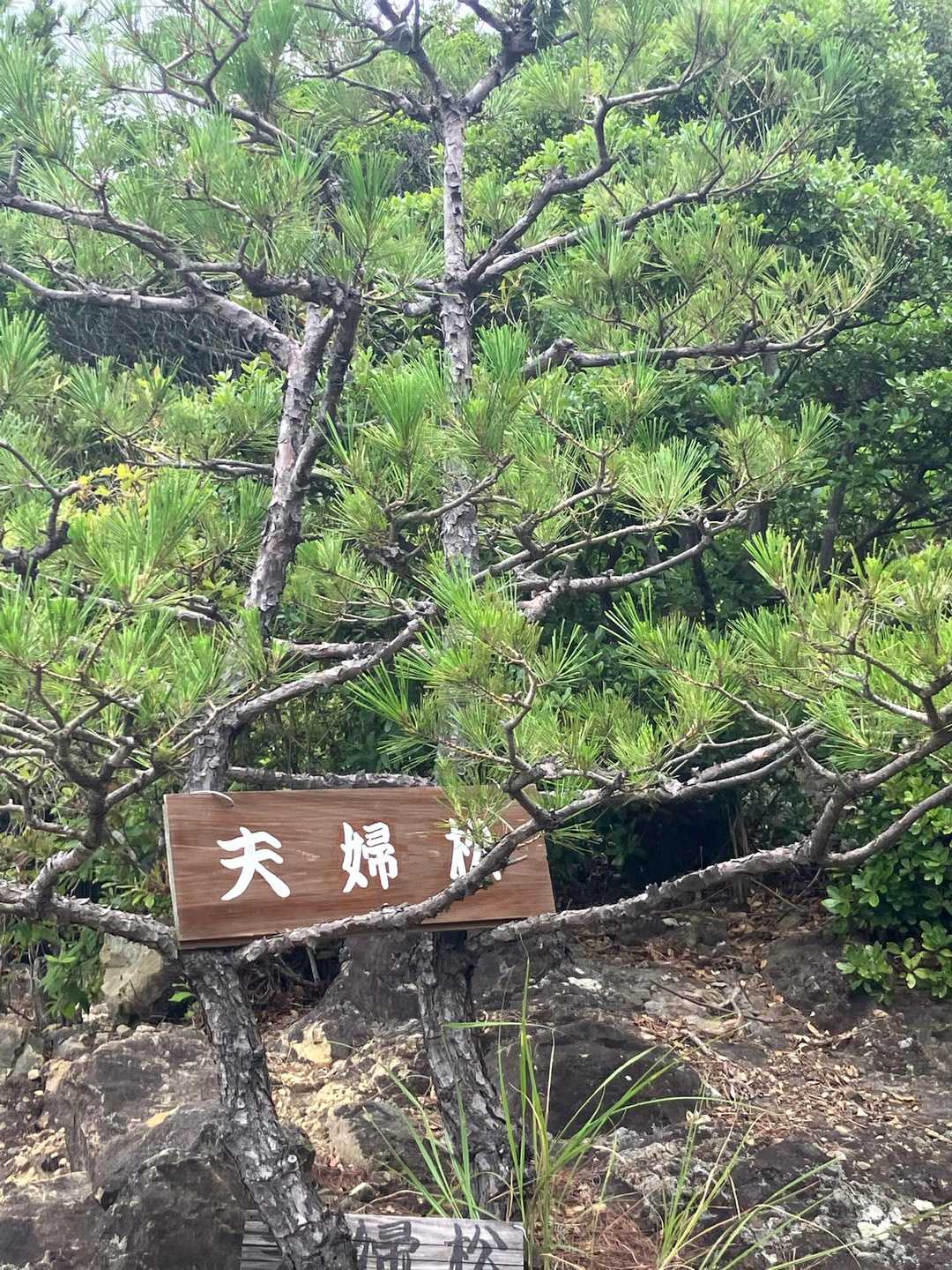 高森山 往復コースの写真