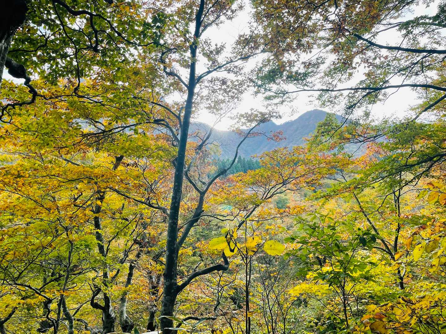 川床登山口-甲ヶ山-矢筈ヶ山-大休峠 周回コースの写真