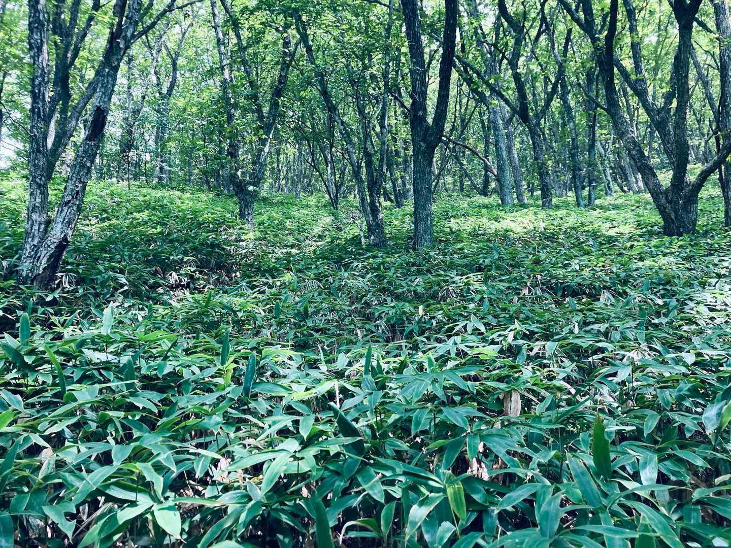 笹だらけ