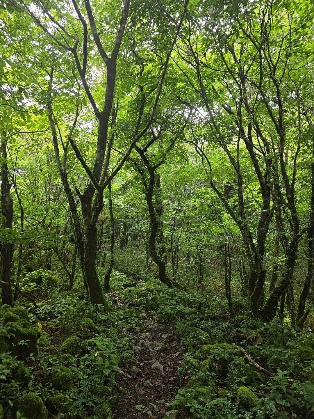 四国カルストの絶景稜線歩き・天狗ノ森の写真
